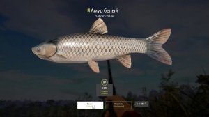 Ловим амура на старом остроге. Поднимаем уровень для поездки на оз. янтарное! Русская рыбалка 4.