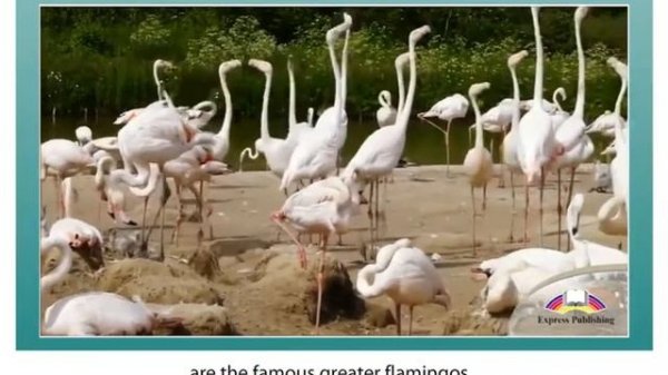 EXCEL 8 for Kaz M6e / Nature Reserves Around the World / video clip