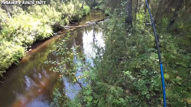 Их сожрал медведь? / Что случилось с рыбаками? / Грибалка смотреть онлайн