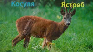 Как говорят животные. Развивающее видео для детей.  Лесные животные 2.  Голоса животных