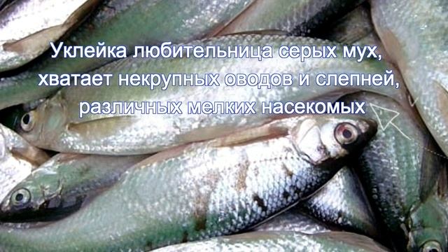 уклейка, прикормки и наживки смотреть онлайн