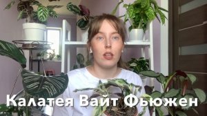 Моя Коллекция Марантовых/Обзор Комнатных Растений/Калатеи/Мои секреты/Сандериана/