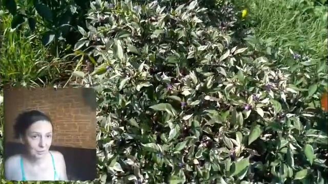 78. Острый перец - ПУРПУРНАЯ ВСПЫШКА (кому нужны семена?) смотреть онлайн