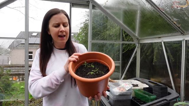 Spring Seedling Update In The Greenhouse смотреть онлайн