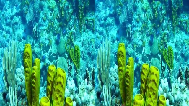 Scuba diving Cozumel, Mexico HD SBS 3D смотреть онлайн