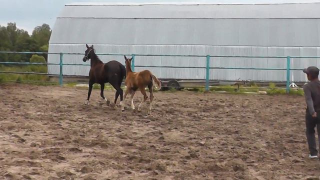 Alzam Shael (Alvan - Amora Shael), 3-month-old akhalteke colt, ахалтекинский жеребёнок. смотреть онлайн