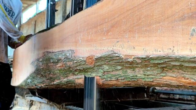 Baru Kali ini operator menggergaji kayu sekeras ini di sawmil dibandrol senilai 8 juta per potong смотреть онлайн