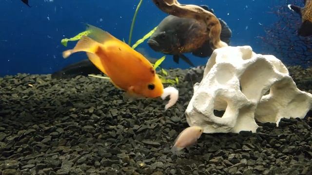 Мой аквариум AQUAFISHES & Cо кормление астронотус цыхлиды смотреть онлайн