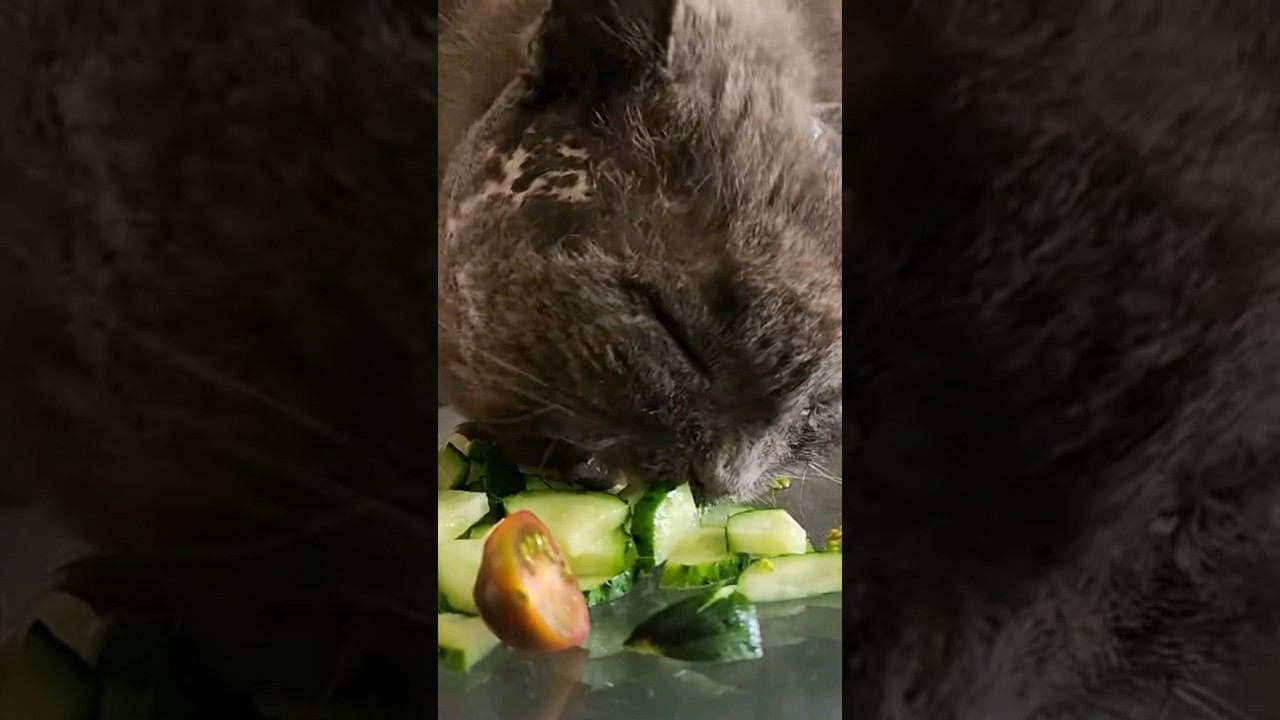 а ваши котики едят овощи? #животные смотреть онлайн