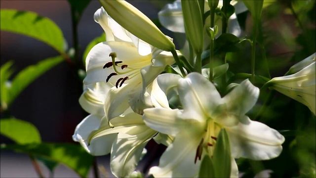 In the Garden: Fragrant 'Casablanca' Oriental Lilies - Ornamental Cut Flower Gardening смотреть онлайн