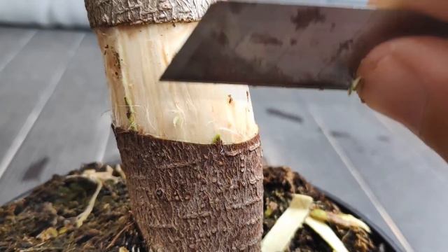 🍃FICUS GINSENG🍃 - ACODO (muy serio) AÉREO (con MUY BUEN DETALLE de imagen) смотреть онлайн