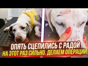 Милу зашивают опять драка. Делаем 3 операции. Троих стерилизуем. Заболела Мася со сломанной лапой.