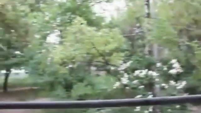 Клен белый смотреть онлайн