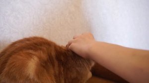 Часть1:АКНЕ у кошки - черные точки на подбородке кошки