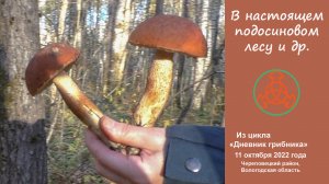 В настоящем подосиновом лесу. Дневник грибника 11 октября 2022 года.