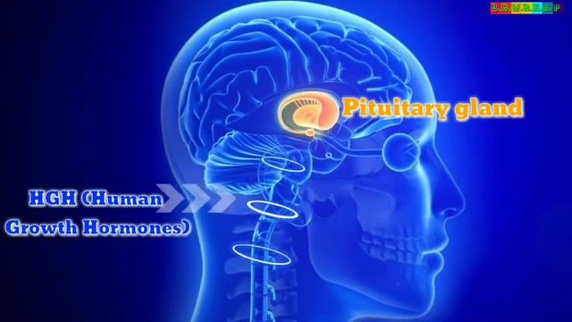 घर पर ही 3 से 6 इंच Height बढ़ाऐं बड़ी तेज़ी से - How to Increase Height In 1 Week смотреть онлайн
