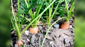 Чем подкормить МОРКОВЬ в августе, чтобы она была сладкой и дольше хранилась