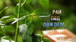 Рай под дождем  *