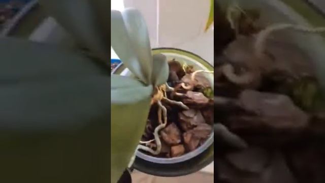 Моя домашняя оранжерея!) смотреть онлайн