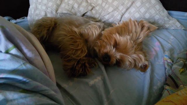 мой любимый йорк