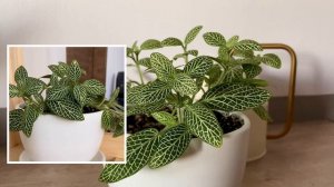 Фиттония. Особенности ухода за растением