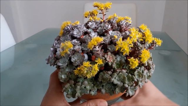 Sedum Spathulifolium Purpureum Florido!