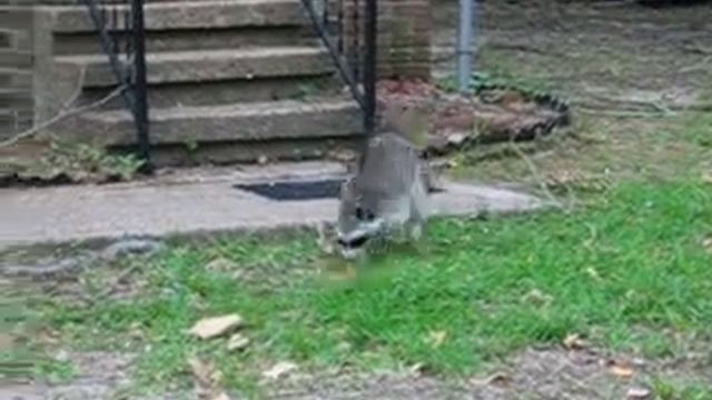 A Hungry Raccoon Stops by for a Snack! смотреть онлайн