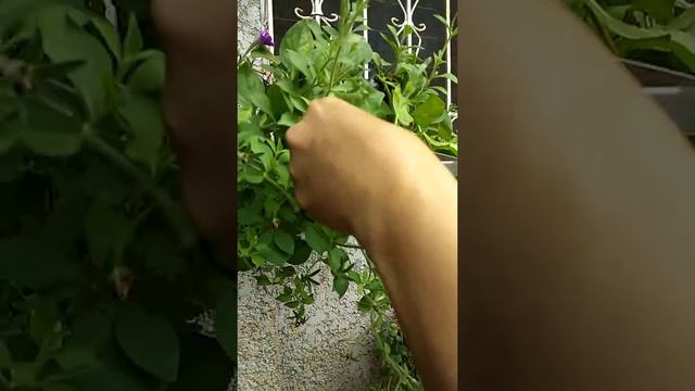 How to get petunia seeds and propagate it смотреть онлайн