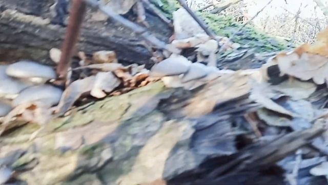 Збираю гриби, а в кінці приємний бонус. Гливи та фламуліна (зимовий опеньок) смотреть онлайн