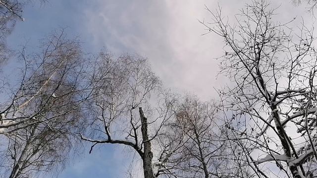 Охота на куницу с лайкой. Морозным днем.