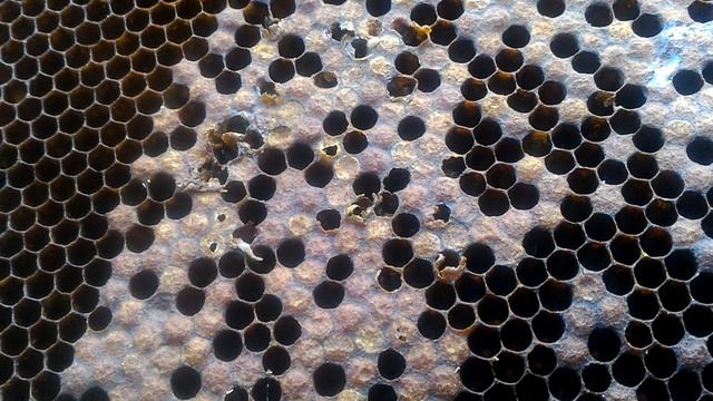 Слёт пчел и клещ Варроа. Есть ли связь? Изучаем брошенный расплод... смотреть онлайн