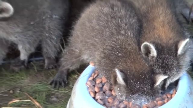 Racoon Deep Eating / Енот ест с погружением
