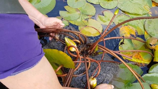 Продажа укорененных нимфей, кувшинок в емкостях различного размера. Нимфей в горшках Waterlilia.ru смотреть онлайн