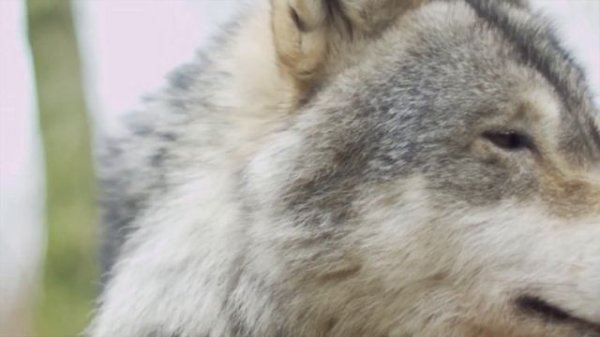 Звуки волков / Вой и рычание волка / Вой волка / Howl of the wolf