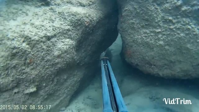 Каракатица,подводная охота смотреть онлайн