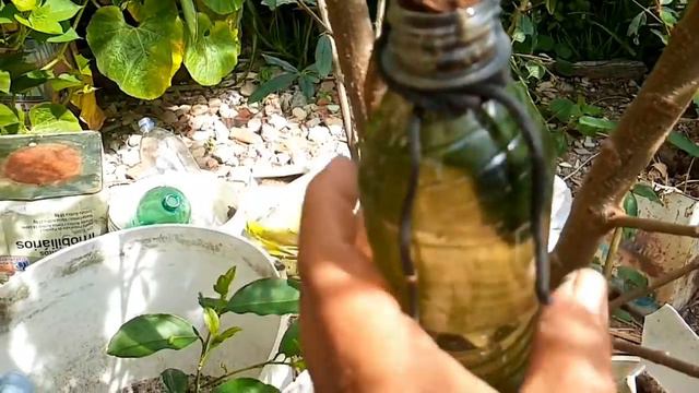 Como enraizar galhos na água mito ou verdade смотреть онлайн