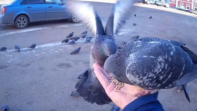 #позитивныйсезон//голуби сизокрылые// смотреть онлайн