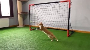 Кот Вратарь