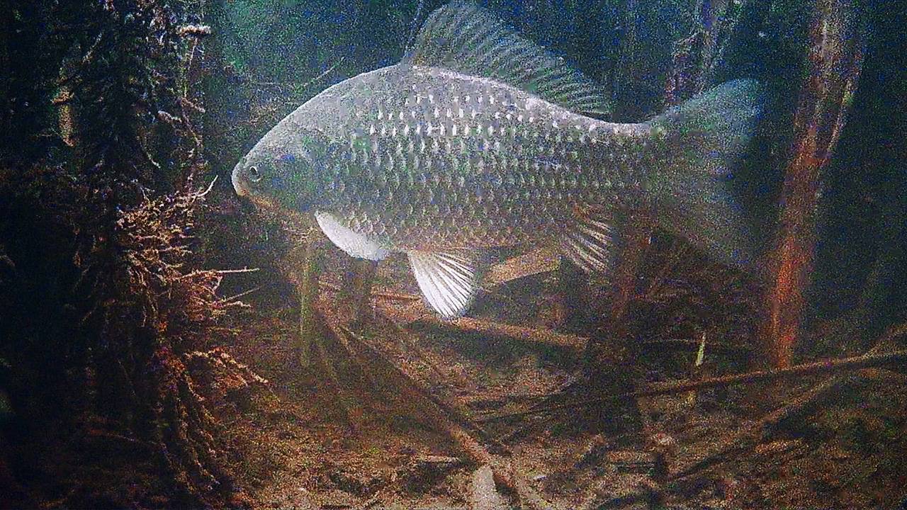 Карась в марте на мелководье в пруду. Подводная камера Focusfish
