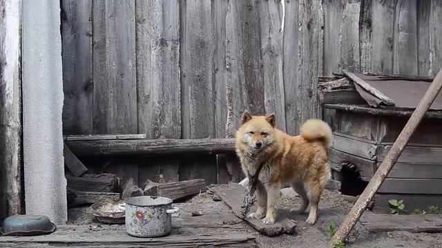 Вымирающие села Ульяновской области: Коржевка и Коноплянка смотреть онлайн