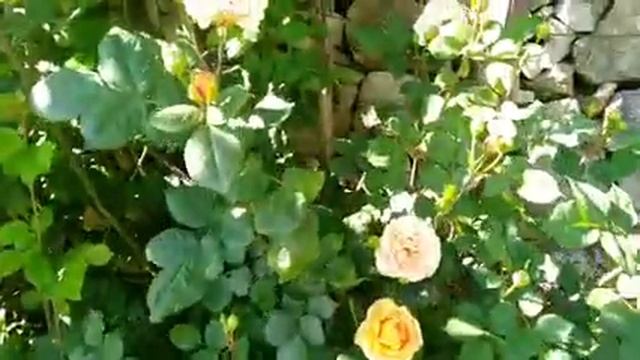 BUFF BEAUTY CLIMBING ROSES