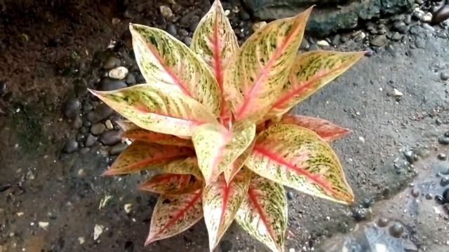 Aglaonema Legacy by khanza flora смотреть онлайн