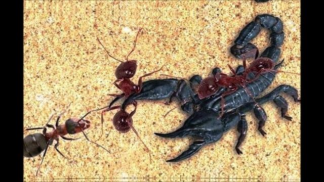 Эпиграмма на Мадлен Олбрайт. Манана Какабадзе. смотреть онлайн