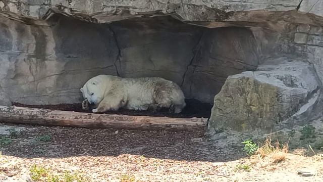 Белый медведь - Приключенческий зоопарк Ганновер смотреть онлайн