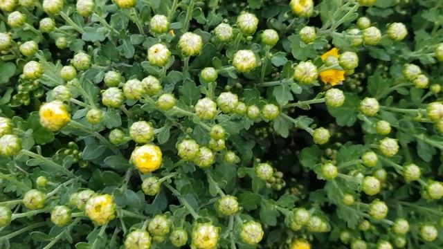 Пересадка осенняя МАЛЕНЬКОЙ РОЗОЧКИ ИЗ МАГНИТА в землю и небольшой обзор розария 9.10.22 год смотреть онлайн