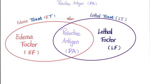 Bacillus anthracis characteristics | Microbiology 🧫 & Infectious Diseases 🦠 смотреть онлайн
