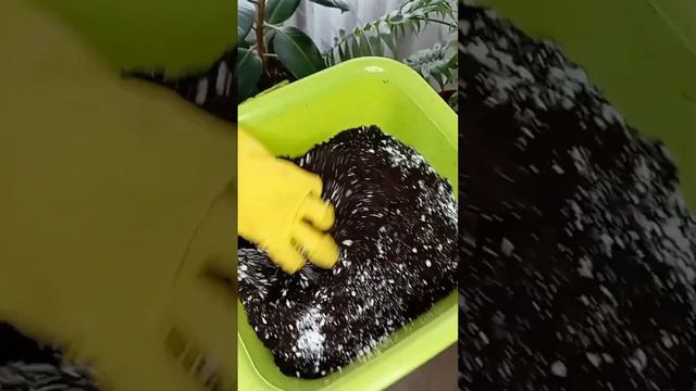 Фикус. Пересадка🌱 смотреть онлайн