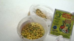 ВСЕГО 2 КАПЛИ  при Замачивании ГОРОХА и ВСХОДЫ уже  БУДУТ на  4-й День ПОСЛЕ ПОСАДКИ.