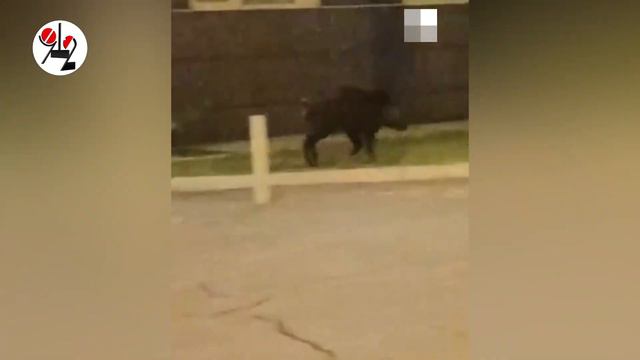 Кабаний мор на озере. смотреть онлайн