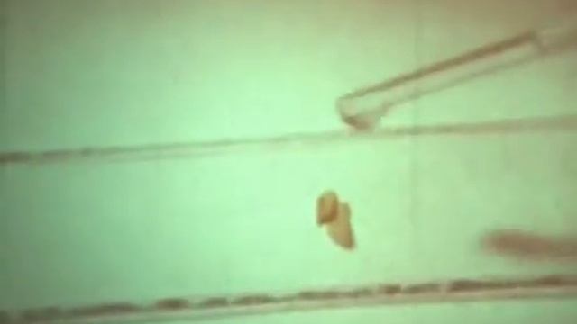 04 Растительная Клетка смотреть онлайн